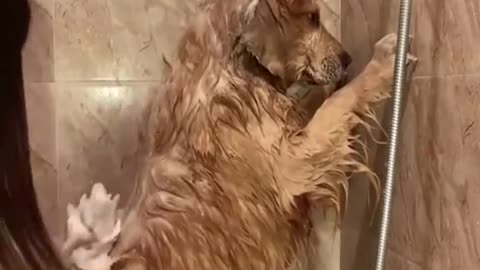 shower my dogs