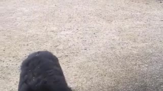 Bear Snacks on Bird Seed