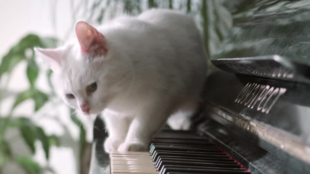Funy cat