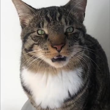 Trying My Cat with Filters, 😂