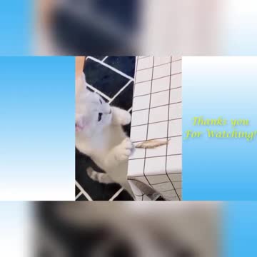 OMG So Cute Cats ♥ 💕❤Best Funny Cat Videos