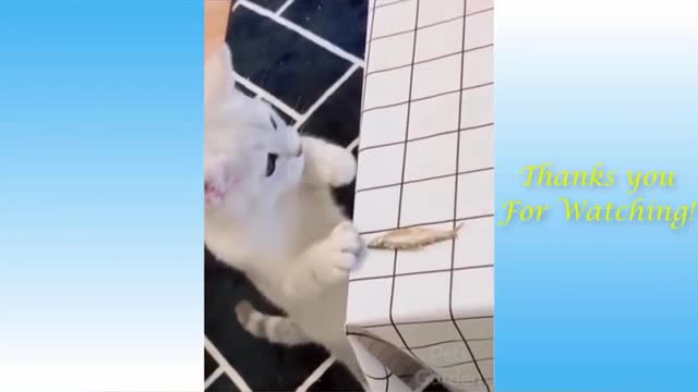 OMG So Cute Cats ♥ 💕❤Best Funny Cat Videos