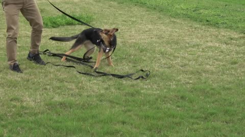 Off Leash Training: How to Train Your Dog To Listen Off Leash