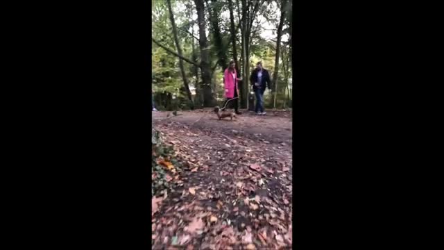 Its time to laugh with Dog Life