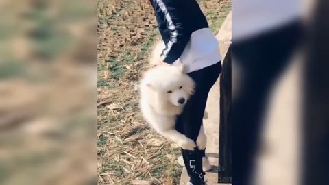 ULTIMATE|| Animal Compilation || Funny Fails || viral || comedy