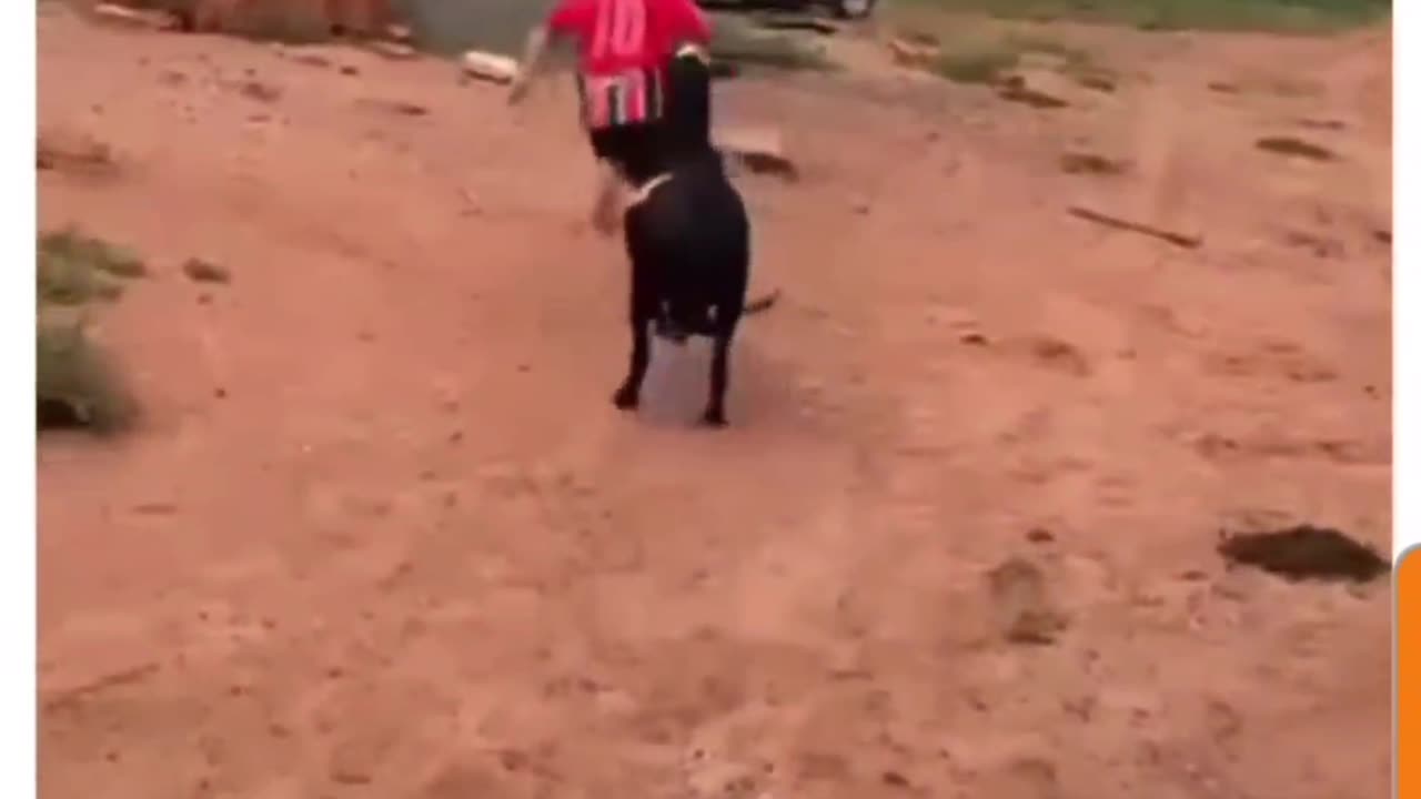 Bad Day! Kid Gets Chased by Feisty Sheep!