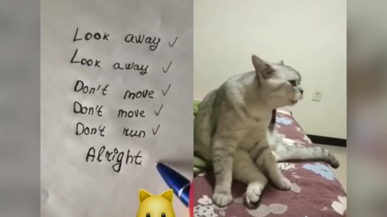 Cats talking !!these cats can speak english better than hooman.