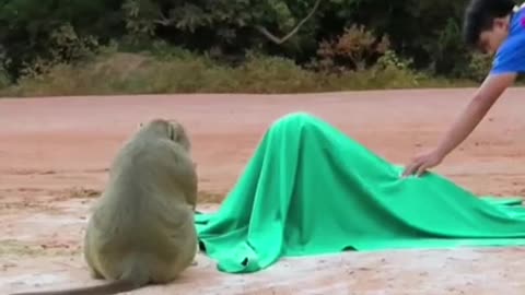 Funny animals video