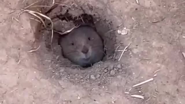 Em que estava pensando?