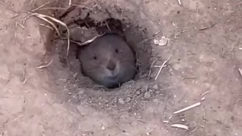 Em que estava pensando?