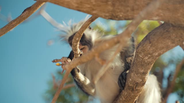 Close Up View of a Monkey Eating While Hanging on a Tree Branch