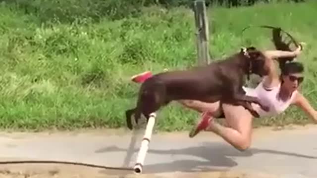 Funny video and dog and man.