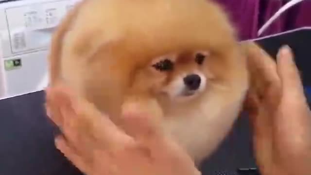 The dog is very cute like a round ball