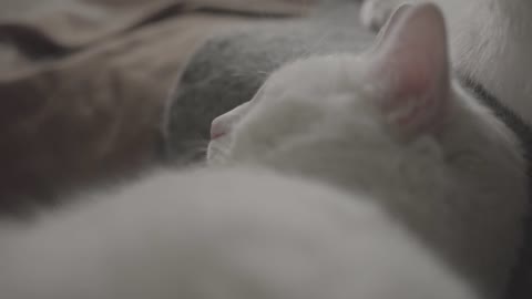 white cat,sleep,pet,cozyness,white cat,domestic cat ,