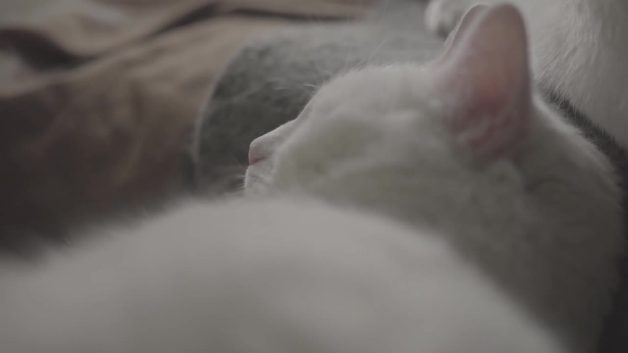 white cat,sleep,pet,cozyness,white cat,domestic cat ,
