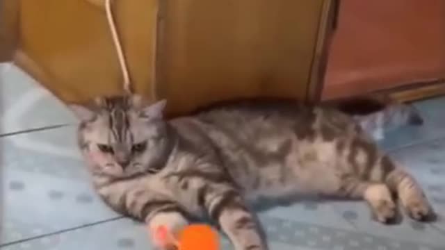 Funny And Cut Pets - Try Not To Laugh To These Pets Compilation