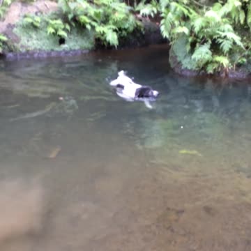 dog exited swimming in the rever