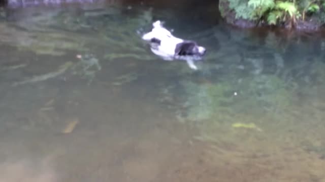 dog exited swimming in the rever