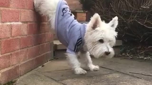 Cute Animals,lovely Animals_Funny animals Reaction 2021.