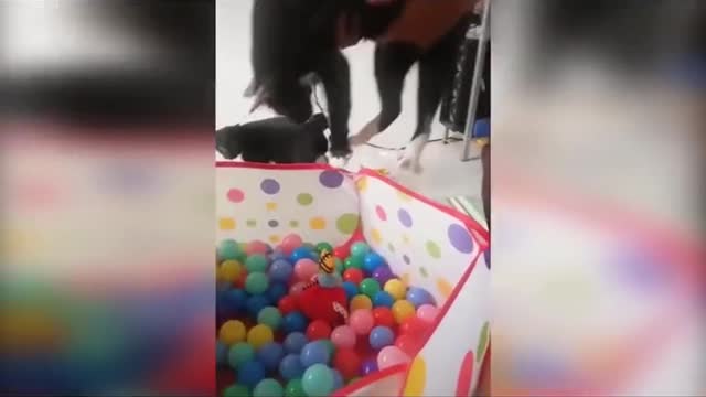funny video