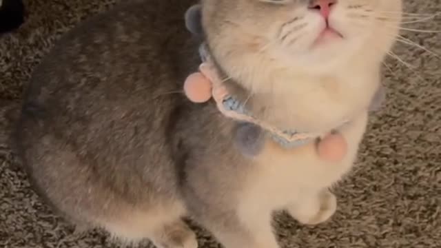 Cat cute
