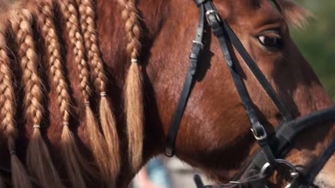 Portrait of beautiful brown horse. Head of purebred horse outdoor