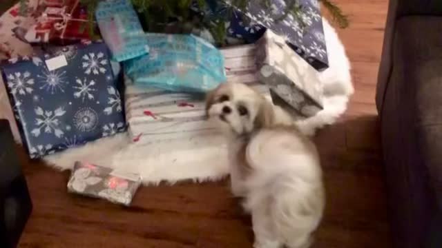 Adorable puppy is eager to open her Christmas present