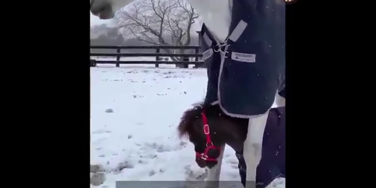 A horse in a coat walks with his child