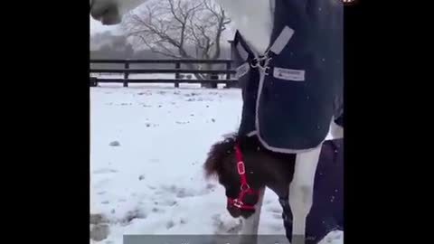 A horse in a coat walks with his child