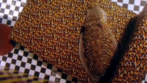 Can Cuttlefish camouflage in a living room? | Richard Hammond's Miracles of Nature