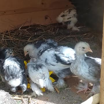 Little chickens eat sunflower seeds - memories from summer
