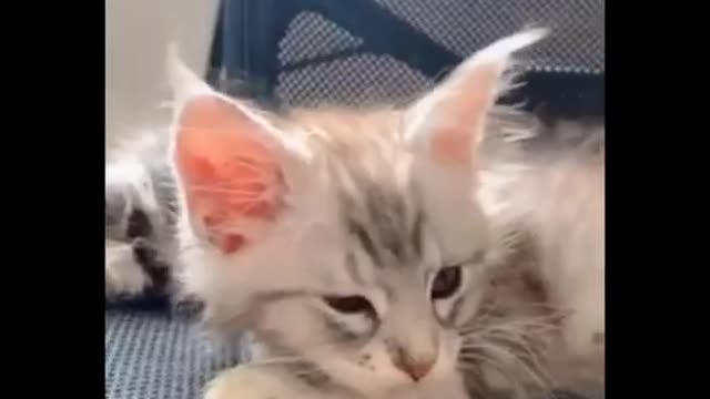 Cutest and beautiful cats videos #shorts