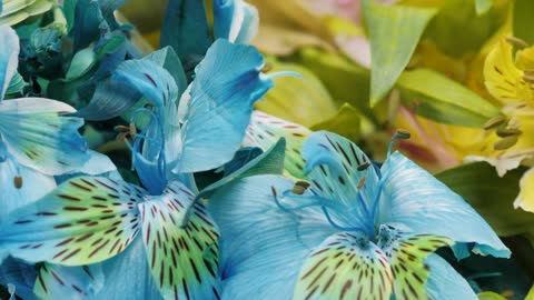 BEAUTIFUL FLOWERS & GARDEN !!!