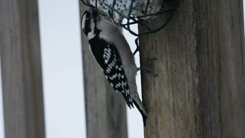 Male downy woodpecker