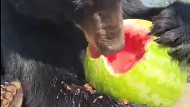 Black Bear Eating Watermelon Rare Animal Moment Video