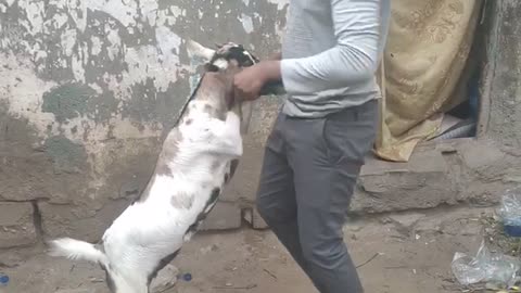 Human dancing animal