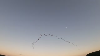 A Flock of Ibis Buzzes our Canoe