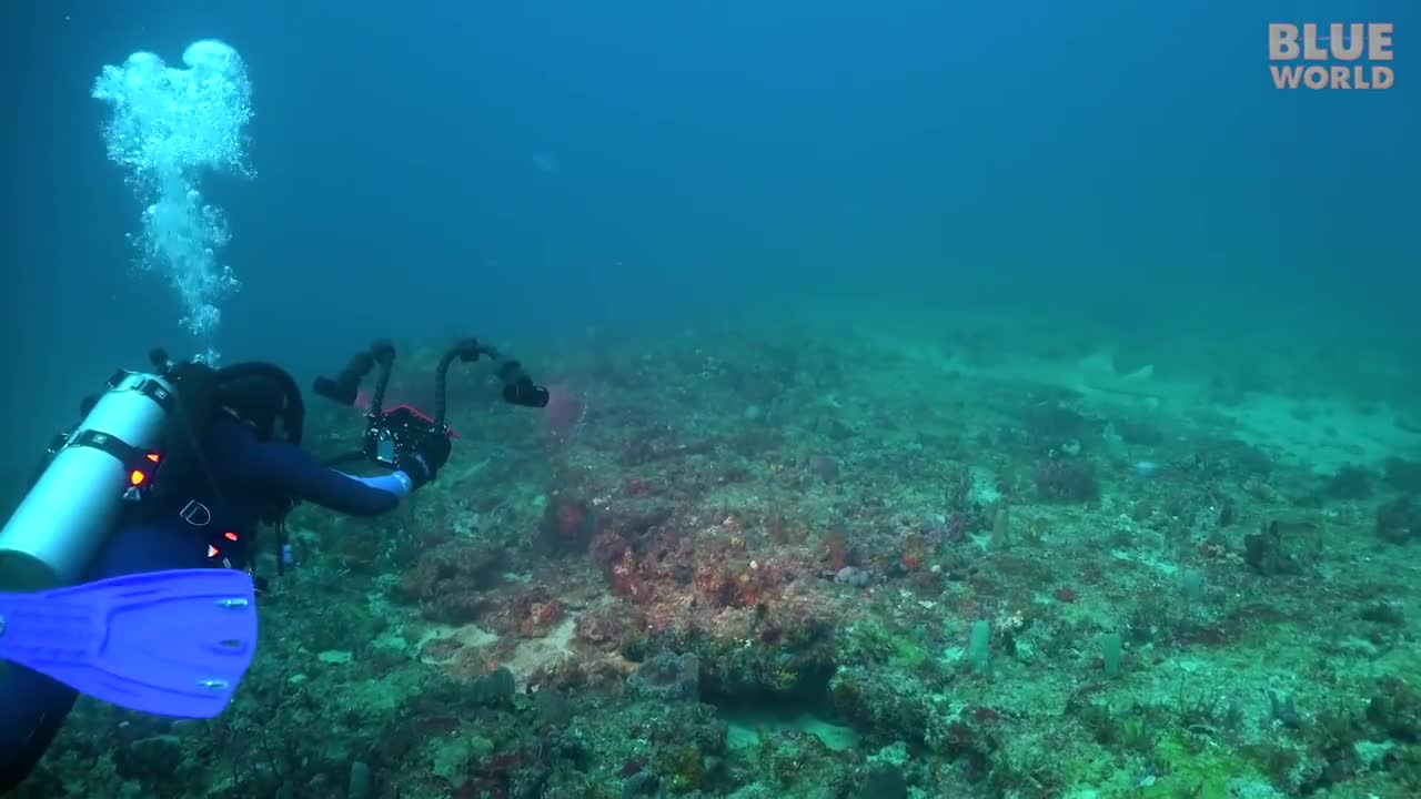 Exploring Three Shipwrecks in one dive off Riviera Beach Florida!