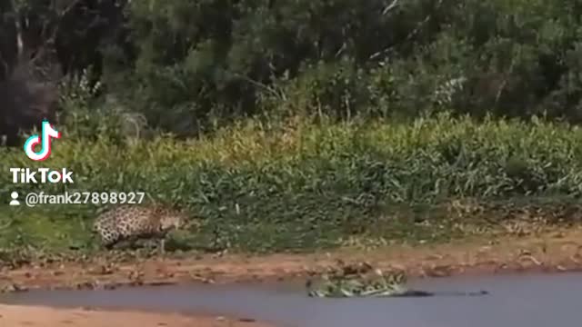 They capture the moment when a leopard hunts a crocodile stealthily