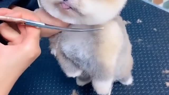 Hair cutting of a cute dog.