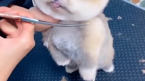 Hair cutting of a cute dog.