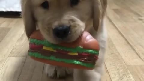 No take on puppies viral video