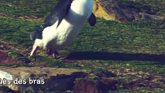 Penguins with slippery feet.