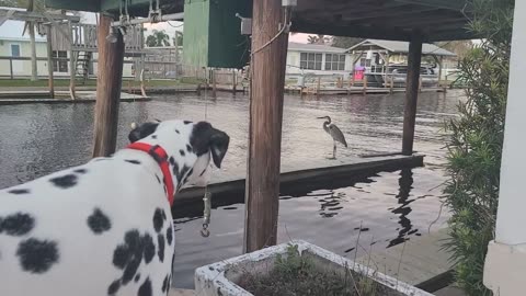 Luna vs a Blue Heron