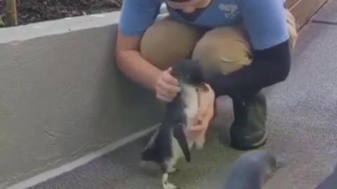 Adorable penguin's embrace