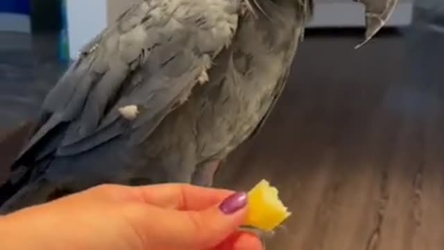 funny video • best parrot video funny • vines fun best•