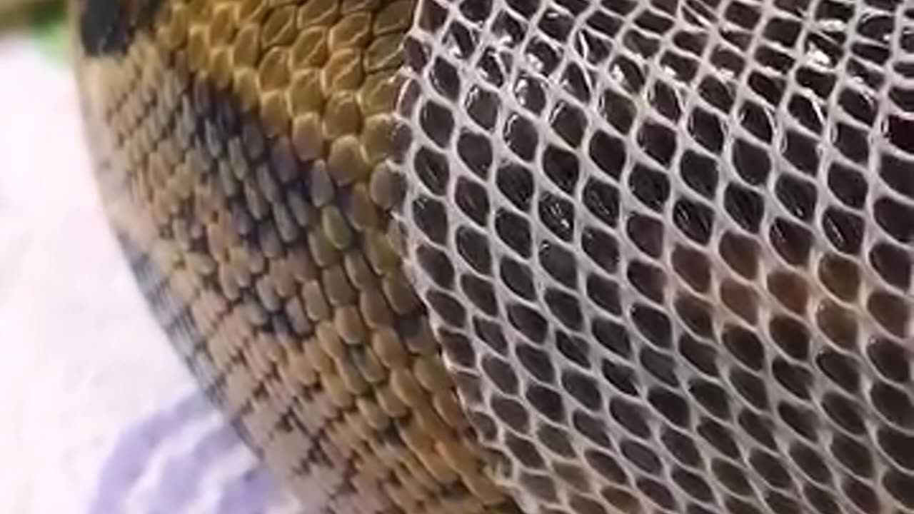 Watch this gecko getting its eyecap peeled from its eye!