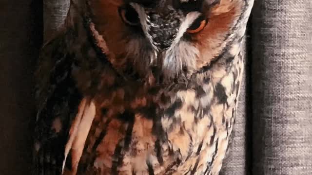 unique Owl