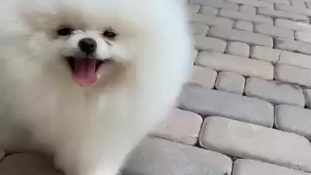 AWW SO SUTE! So Cutest Animals.Dog Jarmani safar Dog #shorts#viral..