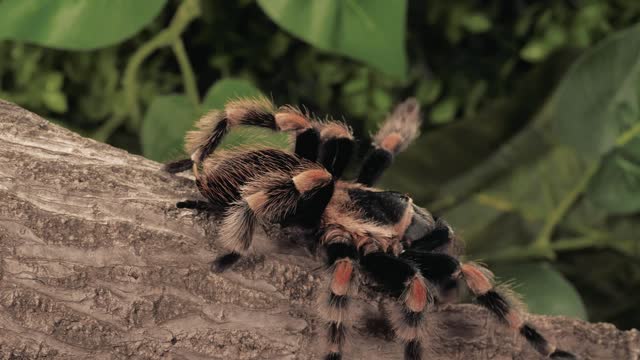 Black and orange tarantula walking,closeup